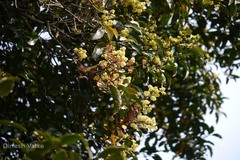 Beilschmiedia dalzellii